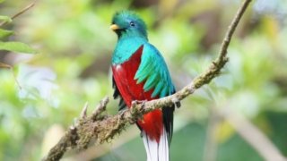 Avis voyageur S. Aversano