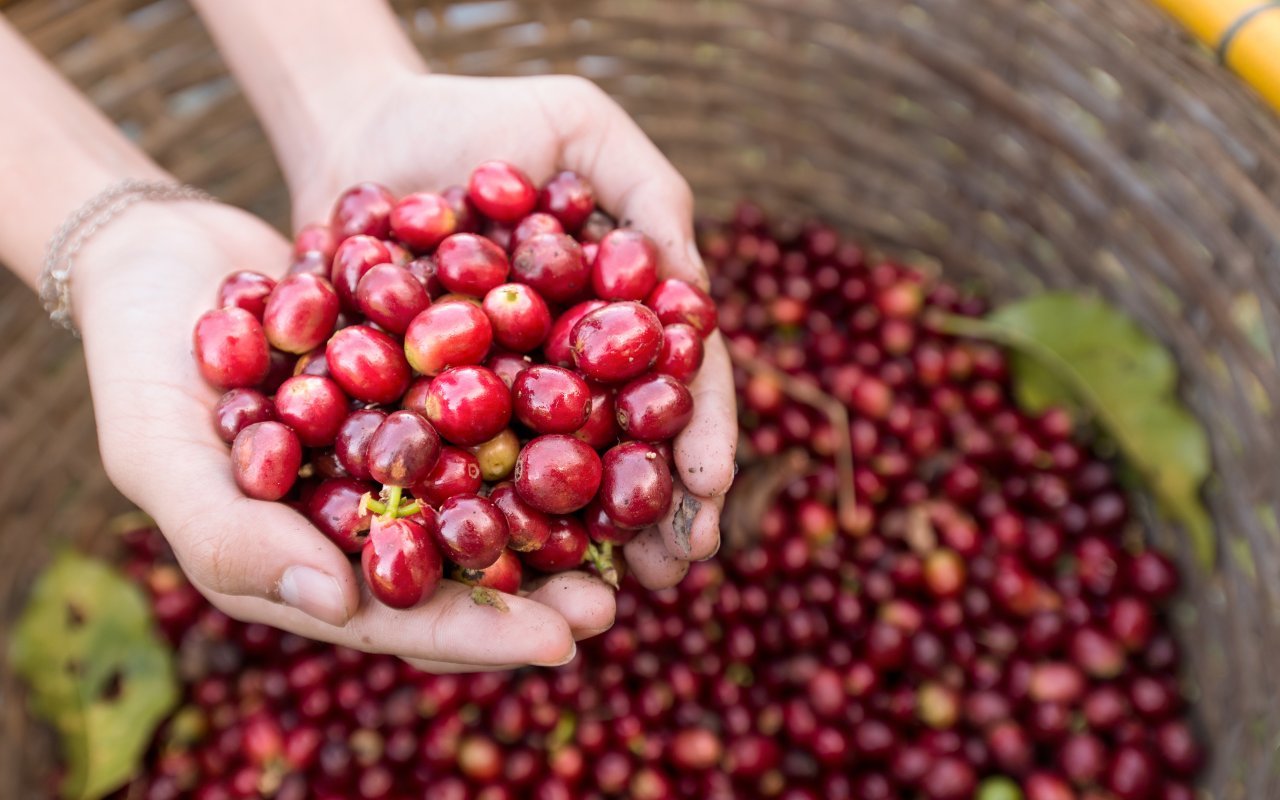 Café du Costa Rica, agriculture 