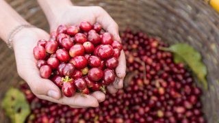 Luxury tour in Panama<br> Coffee, jungle and Caribbean coast