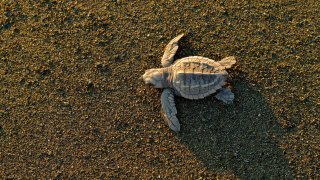 <b>Nature, fauna and flora </b> in Panama