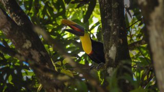 <b>Birding trip: birds of Panama</b> <br>from Darien to the Costa Rican border