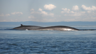 The magical<b> whale watching</b> experience<b> in Panama</b>