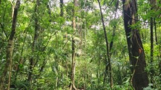 Panama&rsquo;s historic paths<br> <b>The Camino de las Cruces and the Camino Real</b>