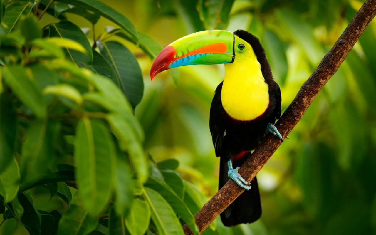 Toucan, oiseau iconique du Costa Rica 