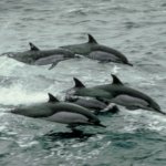 dauphins