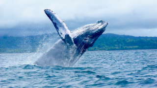 Avis voyageur Rebeca Ugalde