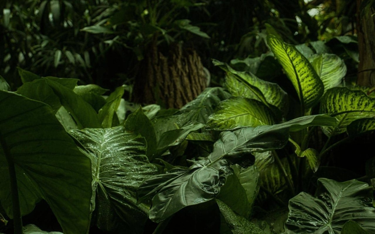 Femme en tenue traditionelle de Pollera, Panama