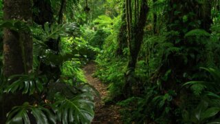 The <b>Darien</b> jungle