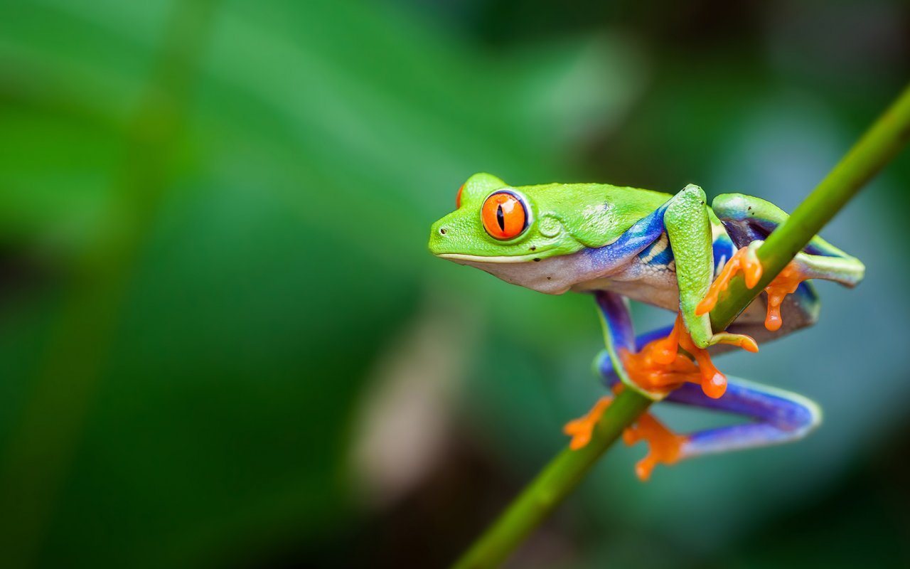 Grenouille du Costa Rica 